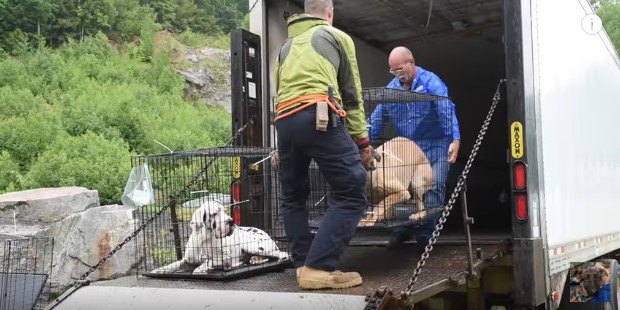 ケージの犬を運搬