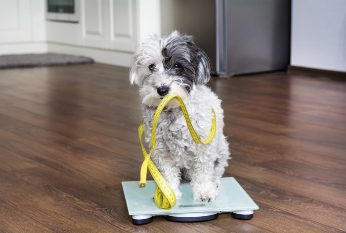 体重計に乗る犬