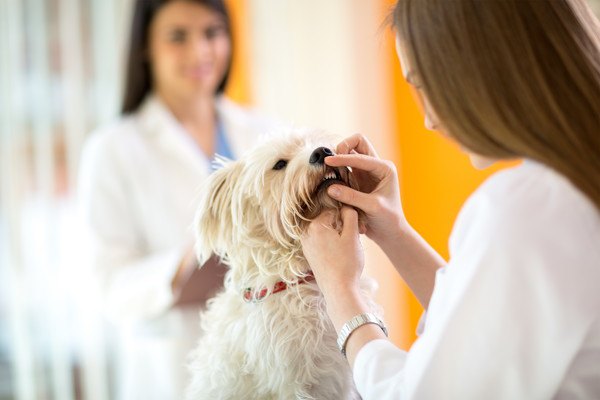 動物病院で検査を受ける犬