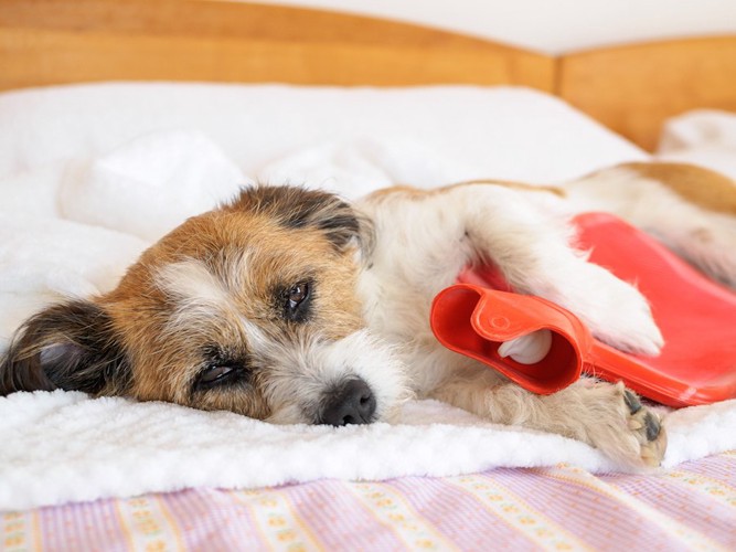 赤い湯たんぽを抱えている犬