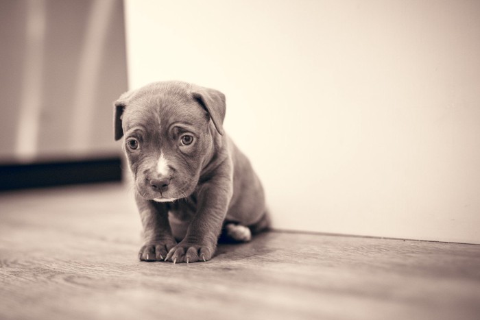 手を揃えて座る垂れ耳の子犬