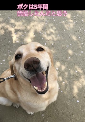 外で笑顔を見せる犬