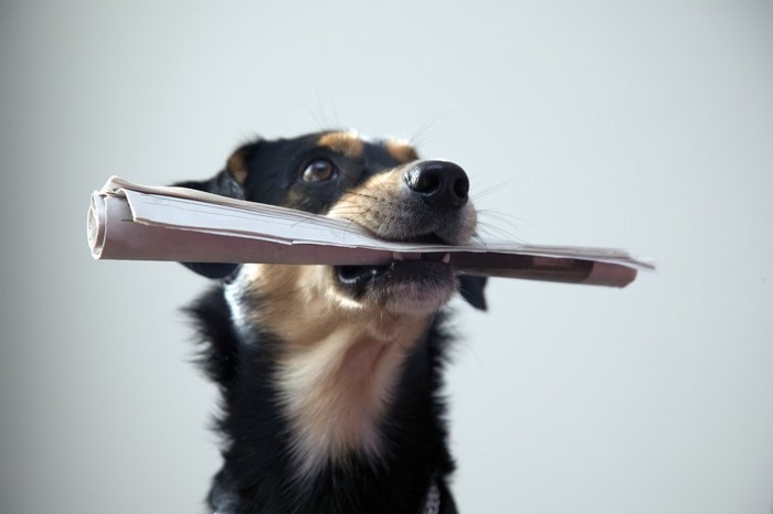 丸めた紙をくわえている犬