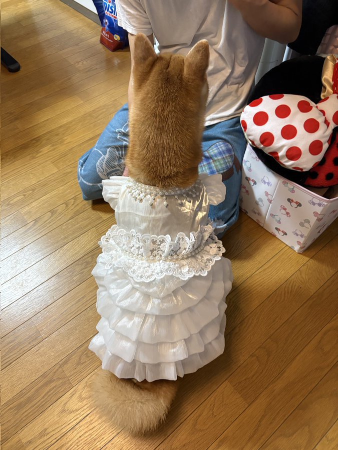 ドレス