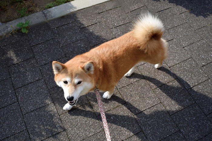 アイコンタクトしながら歩く柴犬