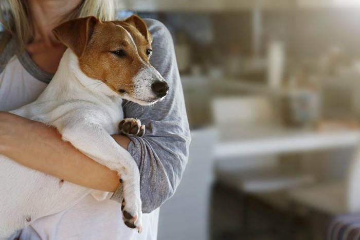 抱っこされる犬