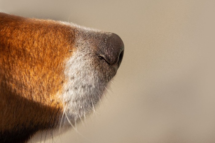 犬の鼻先のクローズアップ