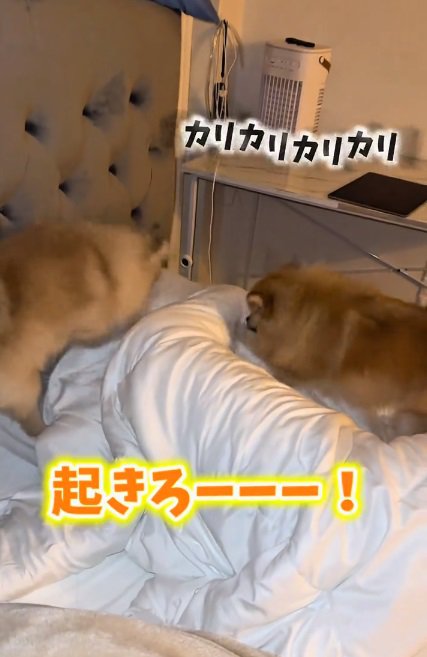 わんこに声をかけるママ