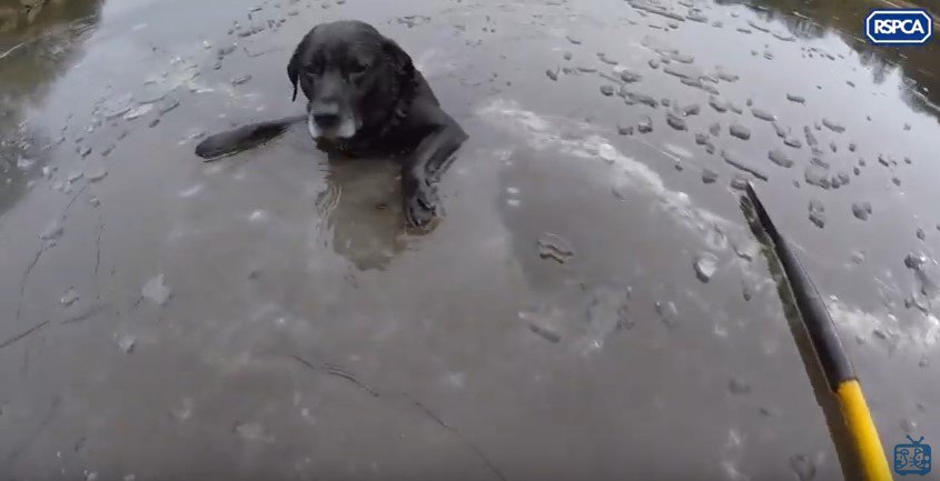 犬のそばに到着