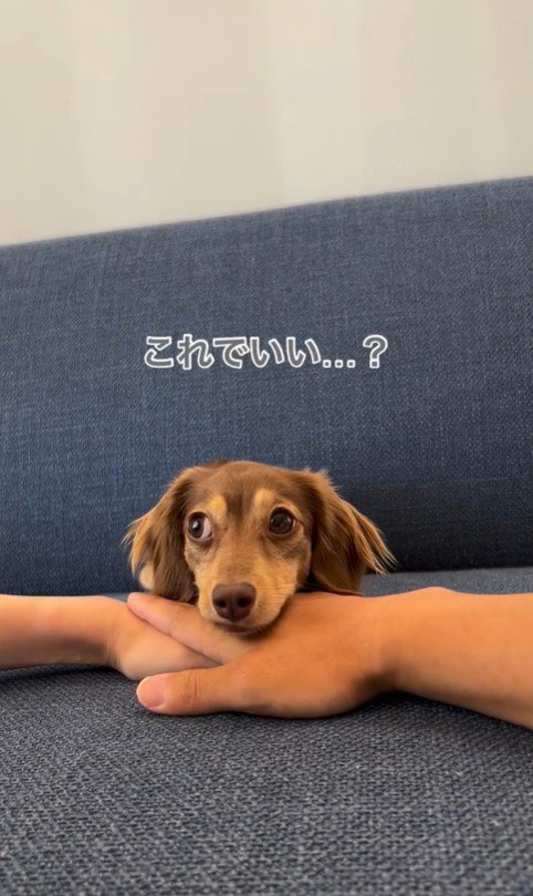 ティアちゃんの手を重ねるチャレンジ8