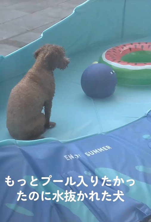 「もっと遊びたかったのに…!」