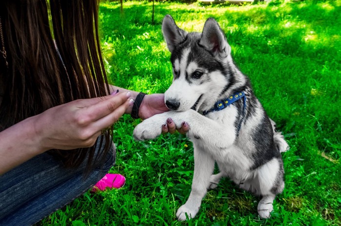 お手をする犬