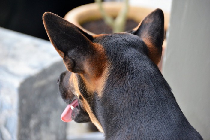 耳を澄ます犬