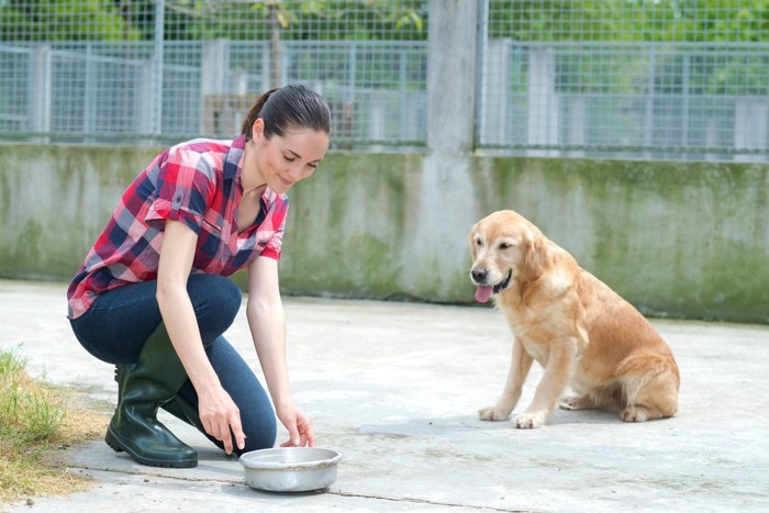 お皿を片付けられる犬