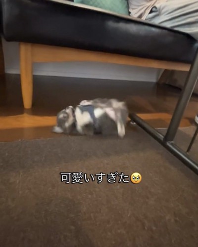 横向きに転がる犬2