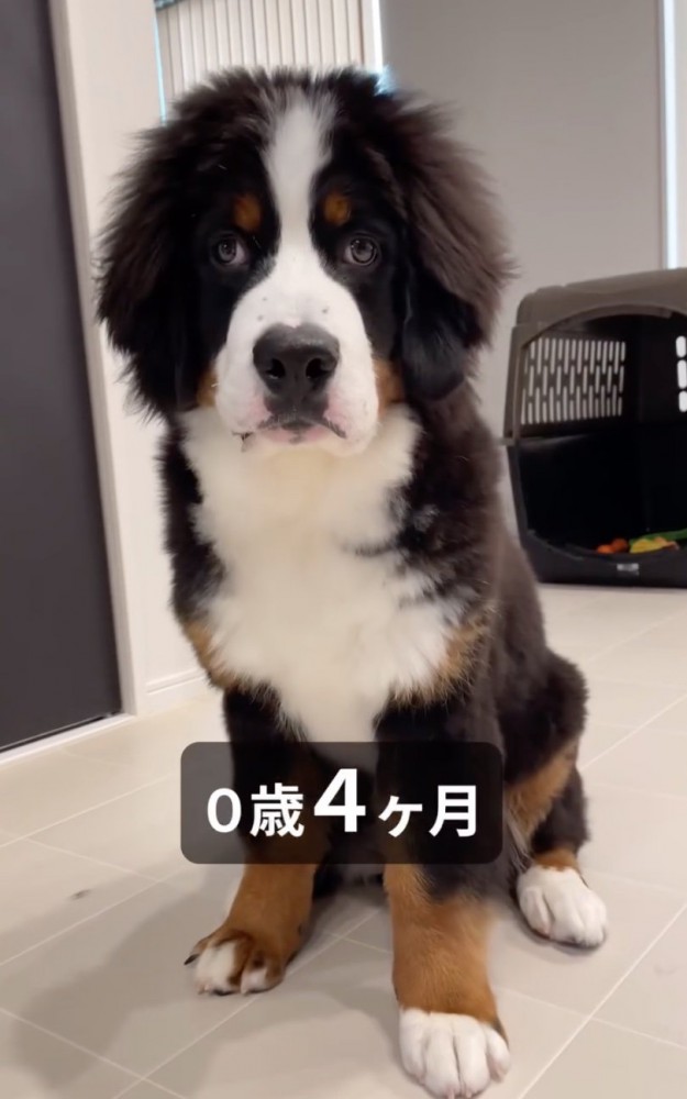 生後4ヶ月になった子犬