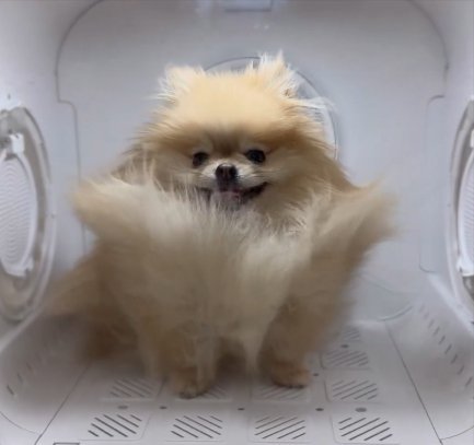 可愛すぎる