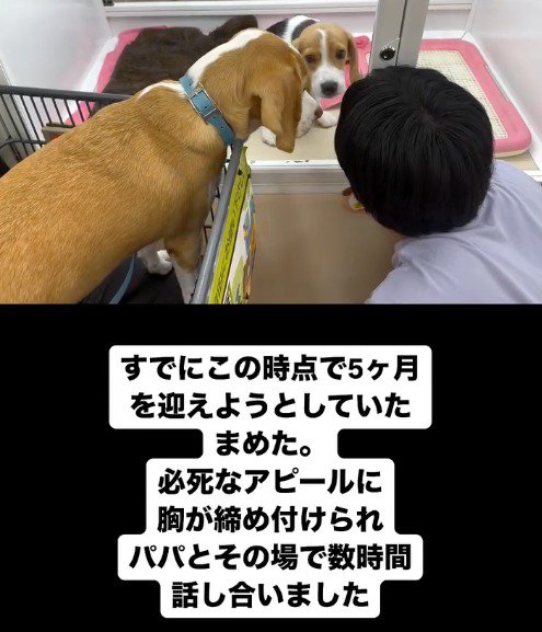 子犬のケージの前でしゃがむ飼い主