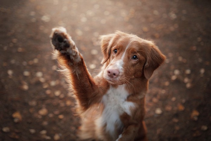 手を上げる垂れ耳の犬