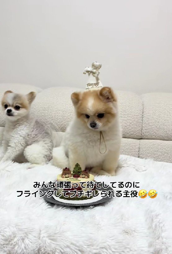 まるおちゃんのお誕生日♪