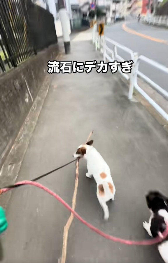 前を向けないバディくん