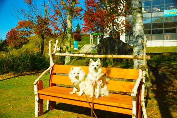 池の平ホテルをバックに犬