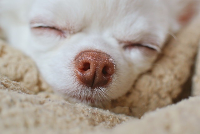 まばたきをする犬