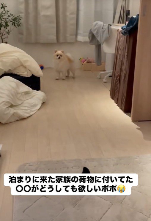 荷物の近くにいるポポちゃん