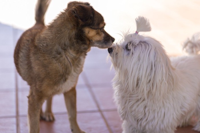 挨拶をする2匹の犬