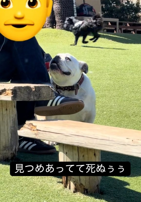 飼い主さんの心の声