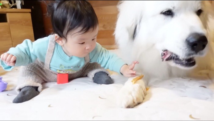 犬が食べているおやつに手を伸ばす赤ちゃん