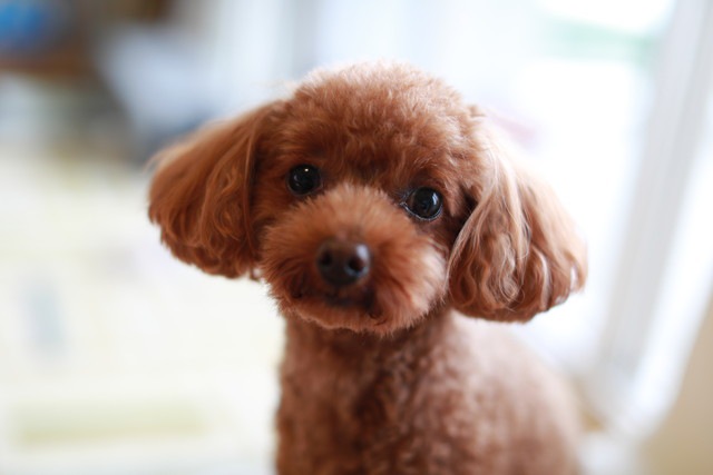 そうめんを食べたがっている犬