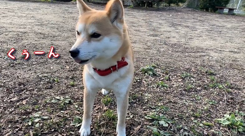 鳴く犬