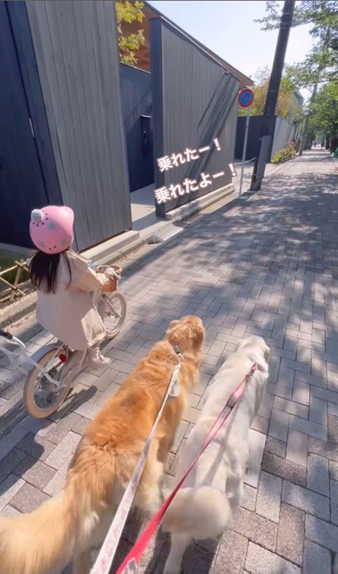 女の子とワンコたちの6年間9