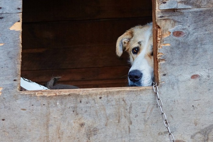 小屋から顔をのぞかせる犬