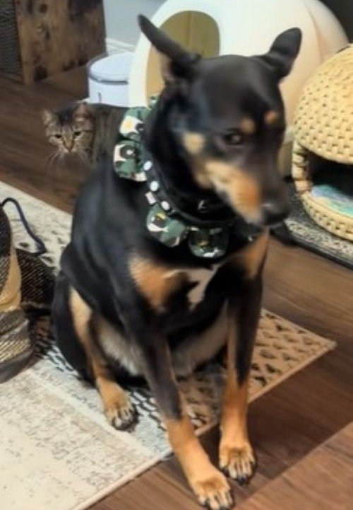 気づいていないフリ