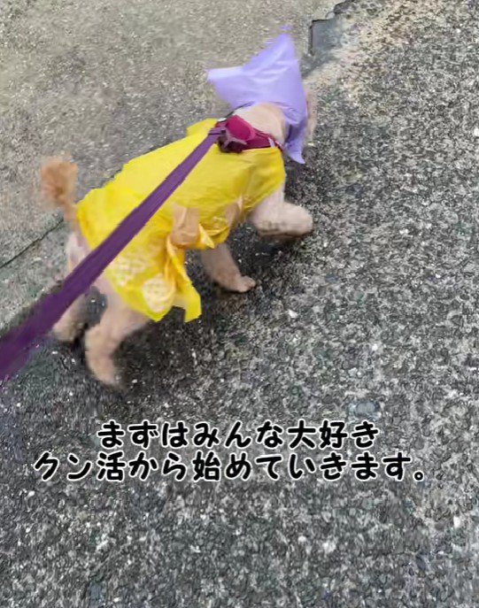 雨の中を颯爽と散歩