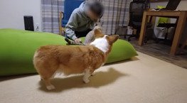 お兄ちゃんと猫を見る犬2