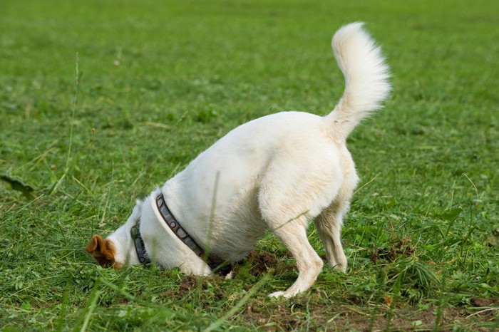 穴を掘っている犬