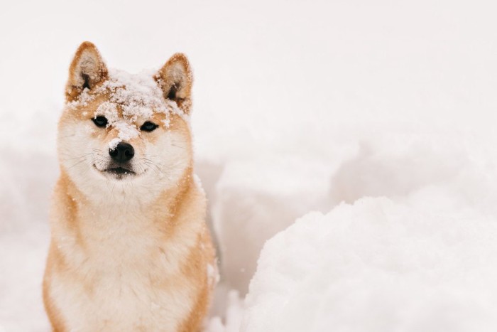 頭に雪をのせた柴犬