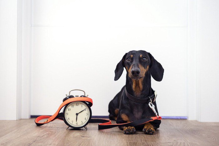 時計と並ぶ散歩待ちの犬