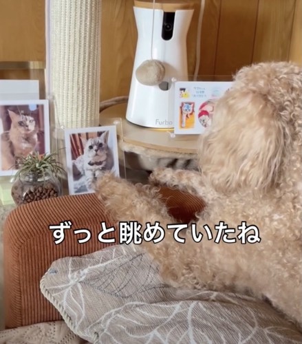 じっと見つめています