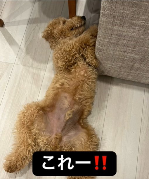 眠る犬2
