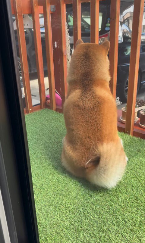お兄ちゃんの帰省を喜ぶパンちゃん