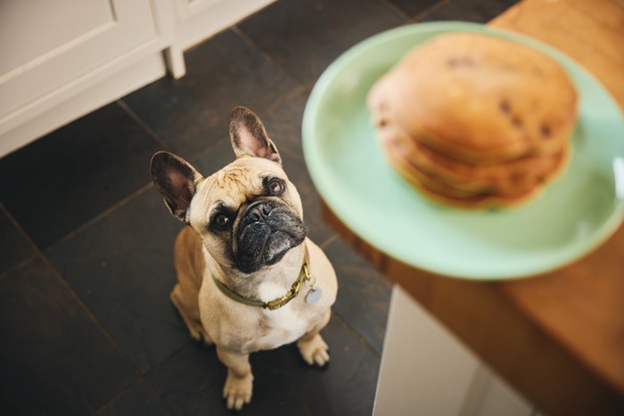 カウンターに置かれたホットケーキのお皿を見上げる犬