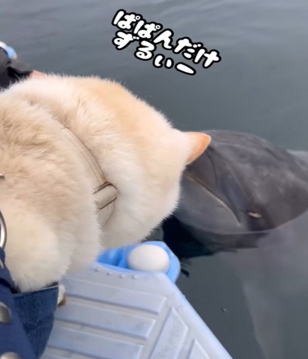 犬の頭アップ