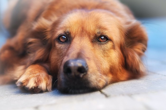 伏せて遠くを見つめる茶色い犬