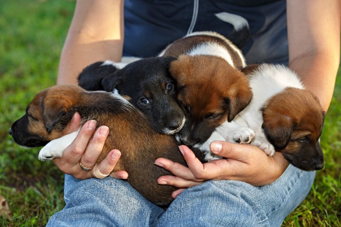 4匹のスムースフォックステリア子犬