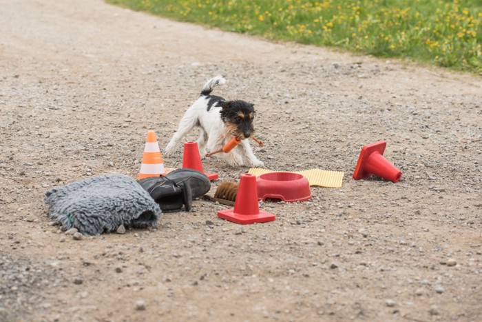 物の臭いを嗅ぐ犬