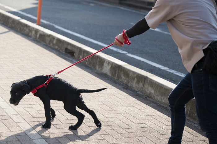 散歩中に引っ張る犬